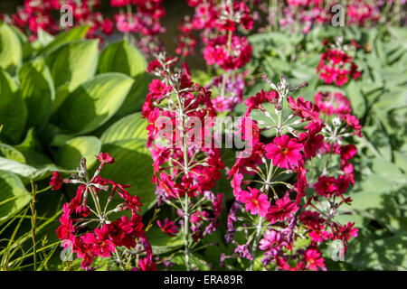 Candelabra Primrose Primula pulverulenta Banque D'Images