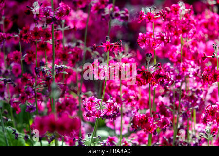 Primula japonica « cramoisi de l'auteur » en fleur Banque D'Images