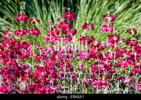 Rouge Candelabra Primrose Primula pulverulenta primrose fleurs Banque D'Images