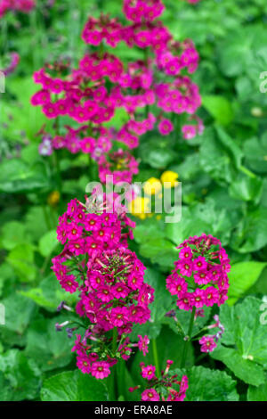 Candelabra Primrose Primula pulverulenta Banque D'Images