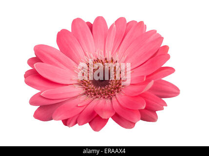 Gerbera rose daisy isolated on white Banque D'Images