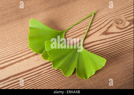 Les feuilles de ginkgo biloba sur bois Banque D'Images