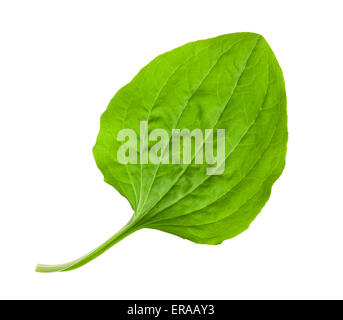 Plus de feuilles de plantain isolé sur fond blanc Banque D'Images