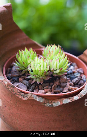 Sempervivum 'Lisa' dans un pot en terre cuite. Banque D'Images