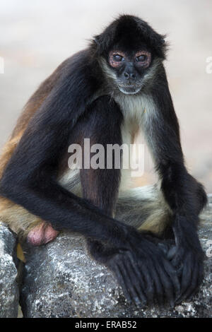 Singe araignée de Geoffroy (Ateles geoffroyi), aka singe araignée aux mains noires Banque D'Images