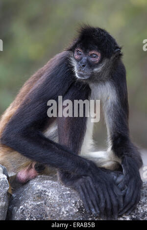 Singe araignée de Geoffroy (Ateles geoffroyi), aka singe araignée aux mains noires Banque D'Images