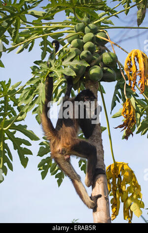 Singe araignée de Geoffroy (Ateles geoffroyi), aka singe araignée aux mains noires escalade papaya tree Banque D'Images