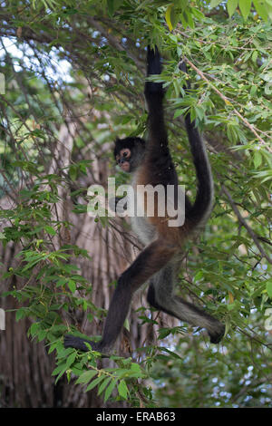 Singe araignée de Geoffroy (Ateles geoffroyi), aka singe araignée aux mains noires se balançant à travers la forêt Banque D'Images