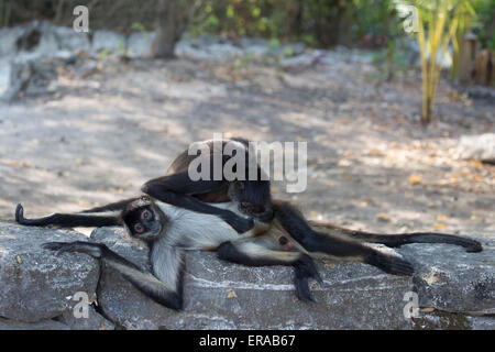 Le toilettage des singes araignées Banque D'Images