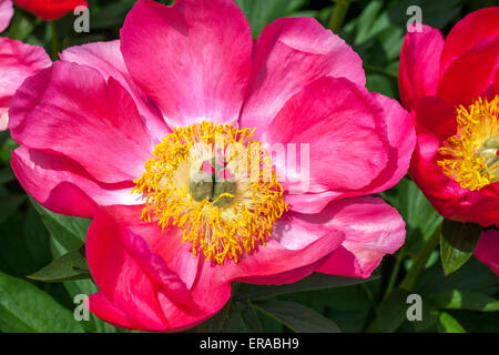 Pivoine rose, pivoines fleurit de Paeonia lactiflora Banque D'Images