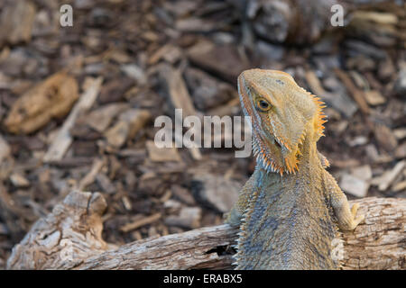 L'Australie, Alice Springs, NT. Alice Springs Reptile Centre. Le centre de dragon barbu (Captive : Pogona vitticeps) Banque D'Images