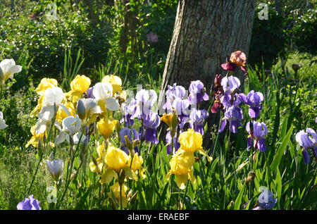 Jardin au printemps, les iris multicolore Banque D'Images