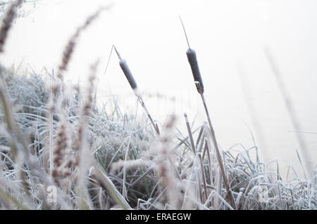 Scirpes dépoli sur un frosty, Misty, matin d'hiver glacial à Trentham lac sur le Trentham Estate, Stoke-on-Trent, Royaume-Uni Banque D'Images