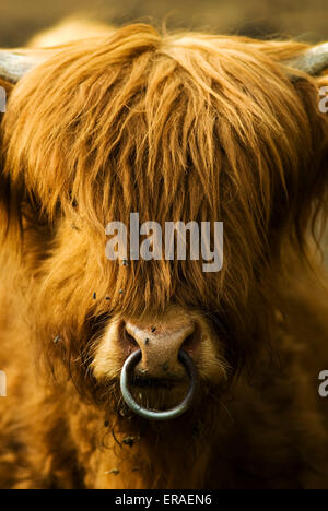 Anneau pour le nez d'un Ecosse Highland cattle Banque D'Images