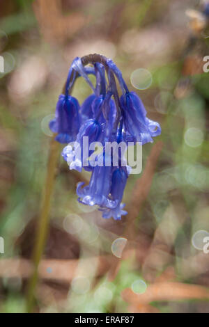 Close-up d'un seul des jacinthes des bois (Hyacinthoides non-scripta) Banque D'Images