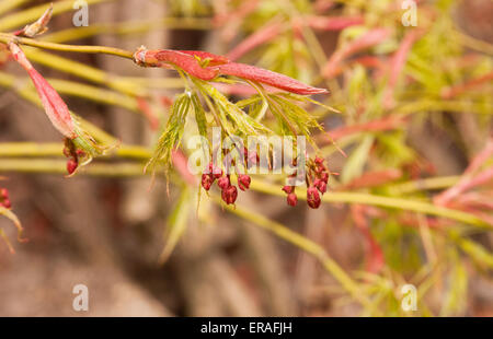 Les fleurs d'érable Acer japonais suspendu au bout de la branche. Banque D'Images