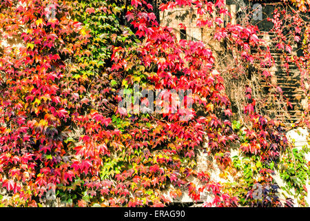 Rouge, vert et orange feuilles de lierre de Boston, du Parthenocissus tricuspidata veitchii, à l'automne sur un vieux mur grunge dans un agriculteur typique maison en campagne italienne Banque D'Images