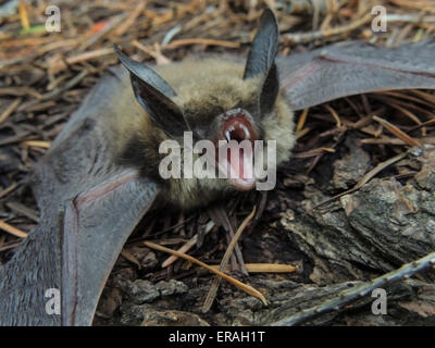 Townsend's big-eared Bat (Corynorhinus townsendii) est une espèce d'. Ils couramment mise en veille prolongée dans l'hiver. Sierra foo Banque D'Images