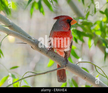 Pyrrhuloxia (Cardinalis sinuatus) mâle est un désert cardinal originaire du sud-ouest de l'Amérique du Nord dans le Nord du Mexique. Banque D'Images