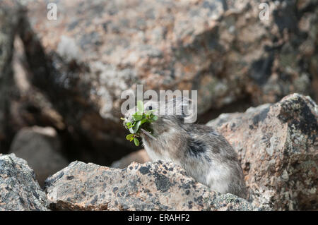 Pika munis (Ochotona collaris) est une petite que lagomorphes vit en champs de blocs dans le parc national Denali, en Alaska. Les pikas ne pas Banque D'Images