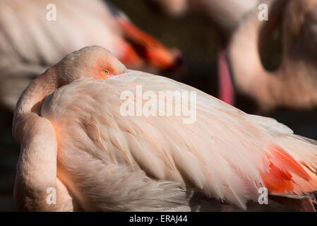 Flamant rose, Phoenicopterus roseus, vigilant mais reposant Banque D'Images