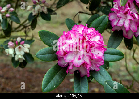 Rhododendron Hachmann Charmant dans bloom Banque D'Images