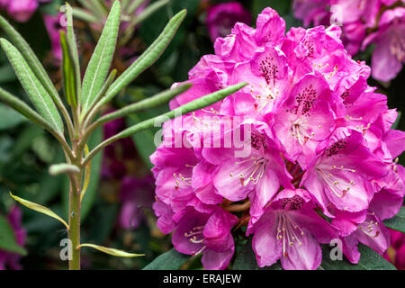 Rhododendron rose Albert fermer en fleur Banque D'Images