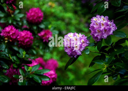 Floraison, arbuste, printemps, Bleu, Violet, rhododendrons, Woodland, jardin, Rhododendrons, fleurs Banque D'Images