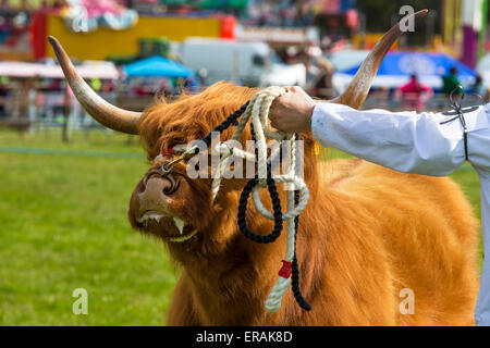 Highland cow sur show à un pays juste, Drymen, près de Glasgow, Écosse, Royaume-Uni Banque D'Images