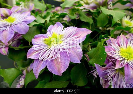 Clematis 'Crystal Fountain' Fleur afficher dans le Grand Pavillon à la RHS Chelsea Flower Show 2015 Banque D'Images