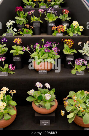 Primula auricula (montagne coucou bleu, l'oreille d'ours), l'affichage à l'Grand Pavillon à la RHS Chelsea Flower Show 2015 - Or Banque D'Images