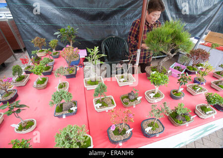 Manly Alimentation, vin et la durabilité dans sa 29e année du festival sur Manly Beach et corso, Sydney, Australie.madame asiatique vend bonsai au festival Banque D'Images