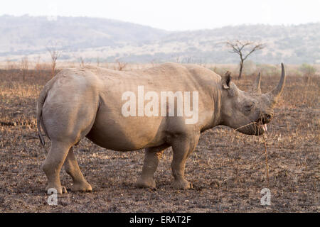 Homme rhinocéros noir (Diceros bicornis) charge, Phinda Private Game Reserve, Afrique du Sud Banque D'Images