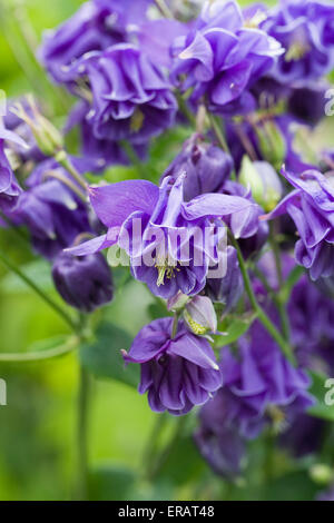 Aquilegia vulgaris. L'ancolie bleue des fleurs dans le jardin. Banque D'Images