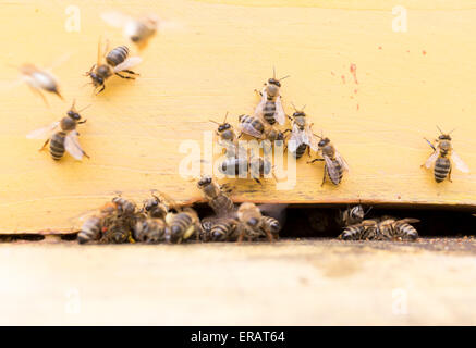 Les abeilles sont en vol et à la sortie d'une ruche jaune pour butiner le miel. Banque D'Images