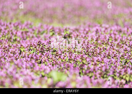 Fleurs de Printemps fleurs champ pourpre au printemps Banque D'Images