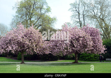 Londres, Royaume-Uni, 24 avril 2015, les fleurs de cerisier Battersea Park. Banque D'Images