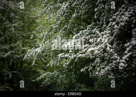 L'aubépine (Craetegus Monogyna) plein de fleurs blanches dans la campagne anglaise. Banque D'Images
