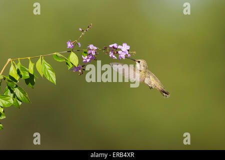 Costa's Hummingbird Calypte costae Tucson, Arizona, United States 26 mai femme adulte Trochilidae Banque D'Images