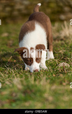 Brown et blanc chiot border collie sniffing dans champ. Le Yorkshire, UK. Banque D'Images