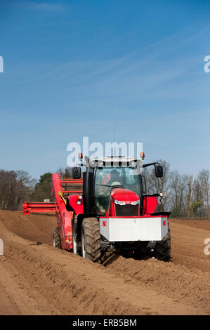 La préparation de lit de semences de pommes de terre, à l'aide de pierre Grimme retrait machine tirée par un Massey Ferguson 7620, Yorkshire, UK. Banque D'Images