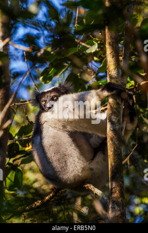 L'Indri se reposant dans un arbre dans le Parc National Mantadia Andasibe, Madagascar. Banque D'Images