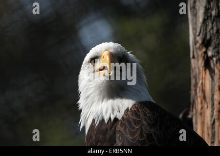 Pygargue à tête blanche (Haliaeetus leucocephalus), connu sous le nom de l'oiseau national des États-Unis d'Amérique au Zoo de Prague, République tchèque. Banque D'Images