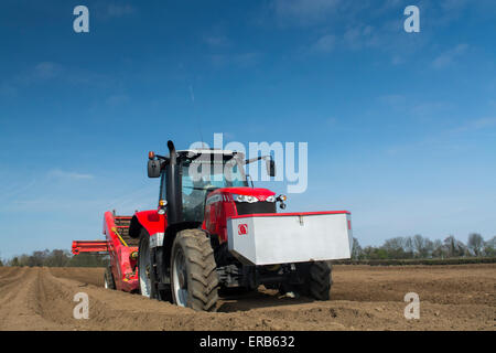 La préparation de lit de semences de pommes de terre, à l'aide de pierre Grimme retrait machine tirée par un Massey Ferguson 7620, Yorkshire, UK. Banque D'Images