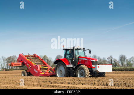 La préparation de lit de semences de pommes de terre, à l'aide de pierre Grimme retrait machine tirée par un Massey Ferguson 7620, Yorkshire, UK. Banque D'Images