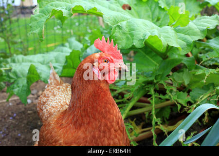 Animal hybride le poulet sur le jardin Banque D'Images