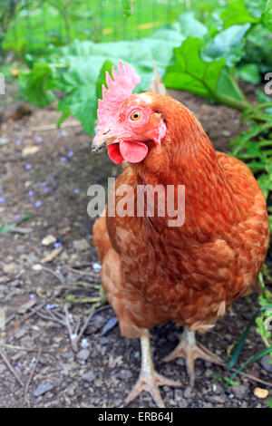 Animal hybride le poulet sur le jardin Banque D'Images