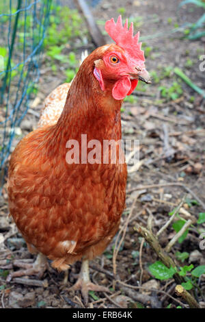 Animal hybride le poulet sur le jardin Banque D'Images