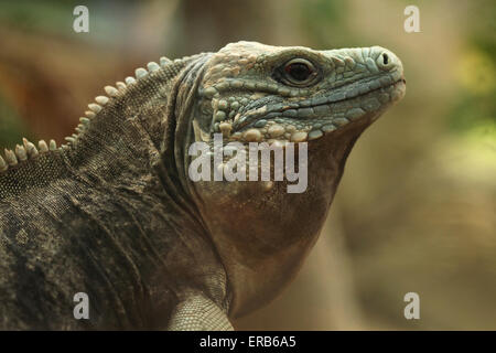 Iguane bleu (Cyclura lewisi), également connu sous le nom de Grand Cayman iguana au Zoo de Prague, République tchèque. Banque D'Images