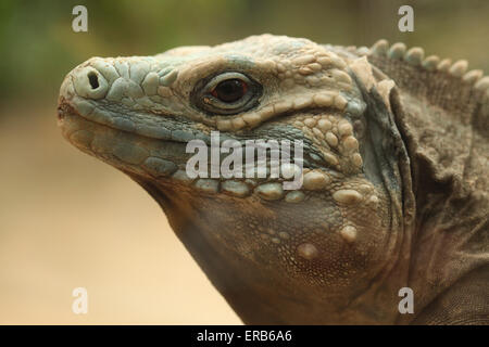 Iguane bleu (Cyclura lewisi), également connu sous le nom de Grand Cayman iguana au Zoo de Prague, République tchèque. Banque D'Images